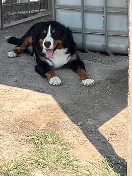 Bernese Female for Sale!!!
