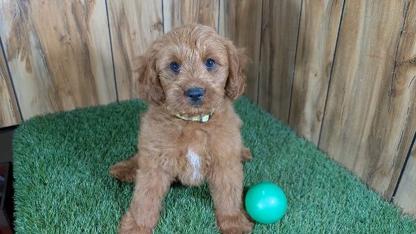 Saturday Sept. 12th 2026 Wheaton, MO Consignment Dog Auction.