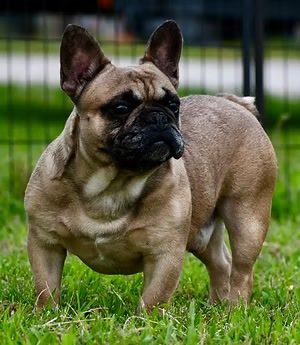 French Bulldog for Sale!!!