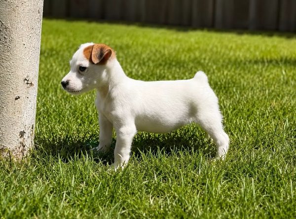 Puppies,Puppies For Sale!!!
