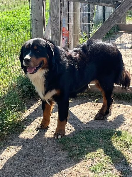 Bernese Mtn. Dog for Sale!!